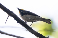 Setophaga chrysoparia