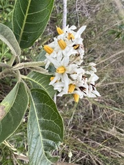 Solanum donianum