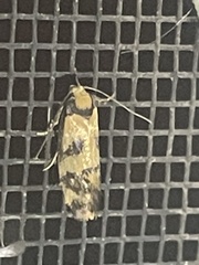 Olbonoma triptycha