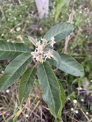 Solanum donianum