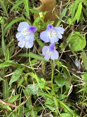 Mazus fauriei