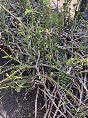 Cissus quadrangularis