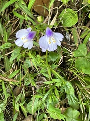 Mazus fauriei