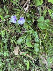 Mazus fauriei