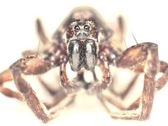 Trochosa terricola