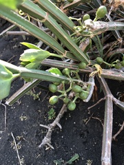 Cissus quadrangularis