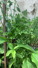 Petroselinum crispum