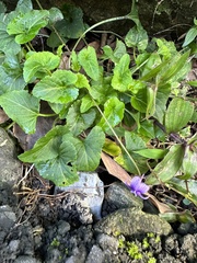 Viola confusa