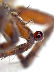 Trochosa terricola