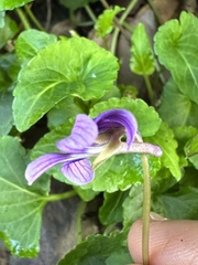 Viola confusa