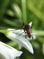 Empis