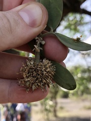 Balanites aegyptiaca