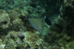 Acanthurus lineatus