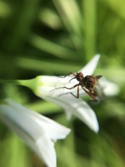 Empis