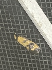 Olbonoma triptycha