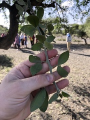 Balanites aegyptiaca
