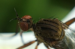 Empis