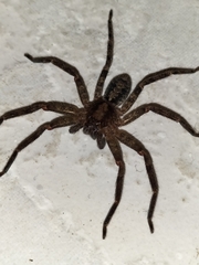 Heteropodinae