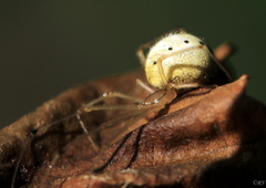 Enoplognatha ovata