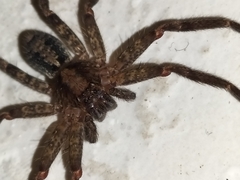 Heteropodinae