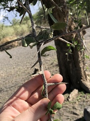 Balanites aegyptiaca