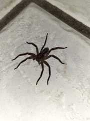 Heteropodinae