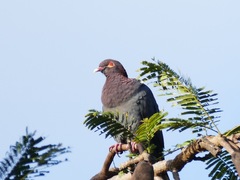 Patagioenas squamosa