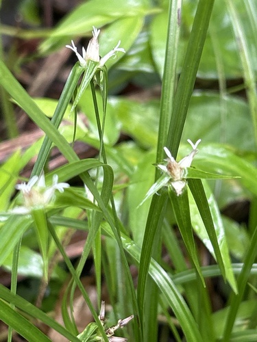 Rhynchospora radicans ssp. microcephala