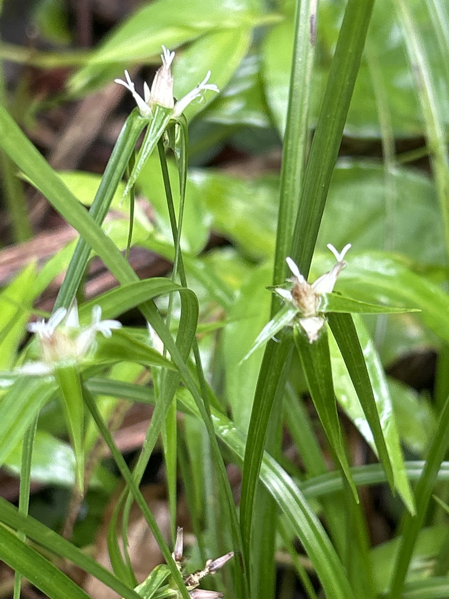 Rhynchospora radicans ssp. microcephala