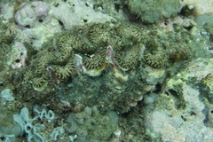 Tridacna