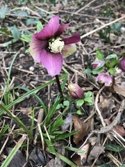 Helleborus