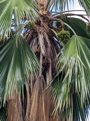 Livistona chinensis