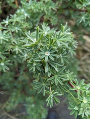Lupinus arboreus