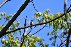 Cyanoptila cumatilis