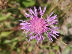 Centaurea jacea