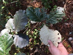 Quercus calophylla