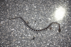 Sistrurus miliarius barbouri