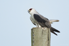Elanus caeruleus vociferus