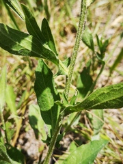 Centaurea jacea