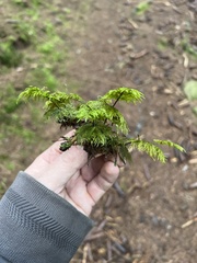 Hylocomium splendens