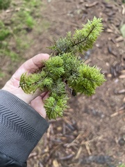 Hylocomium splendens