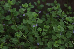 Glechoma hederacea