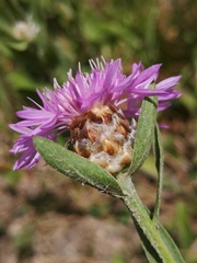 Centaurea jacea