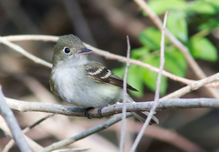 Empidonax virescens