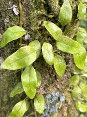 Microgramma piloselloides