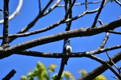 Cyanoptila cumatilis