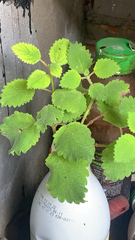 Coleus amboinicus