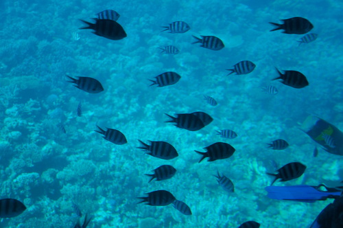 Scissortail Sergeant — seen at this dive site