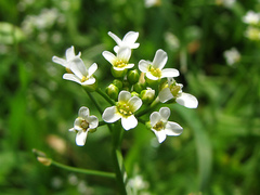 Calepina irregularis