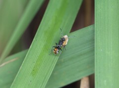 Polyrhachis vermiculosa